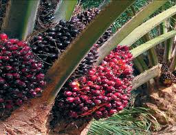 100% Pure & Unrefined Red Palm Oil - 1L (35oz)